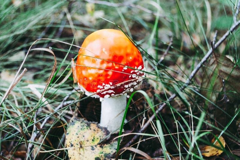 Red Poisonous Fly Agaric Mushroom In Forest Stock Image - Image of plant, orange: 142464943