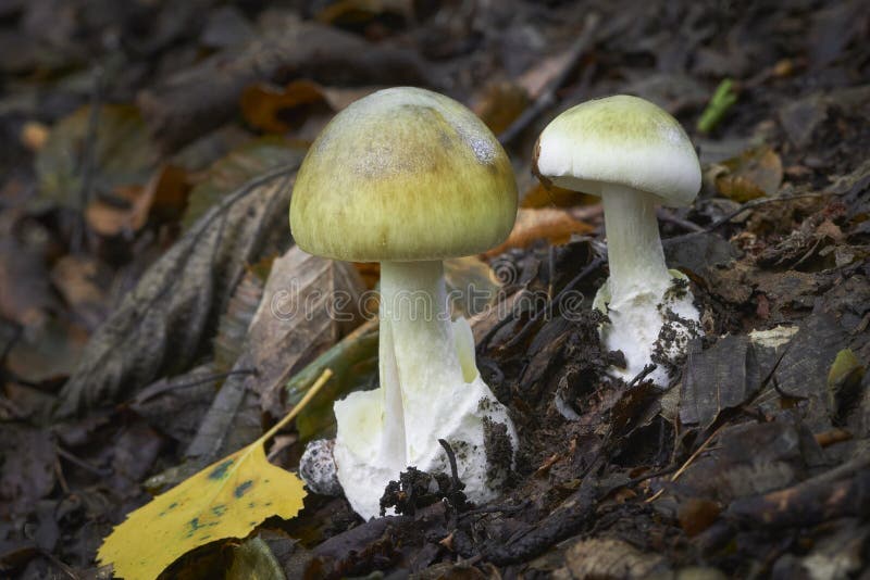 Amanita phalloides