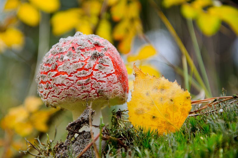 Amanita poisonous mushroom royalty free stock image Amanita poisonous mushroom royalty free stock image