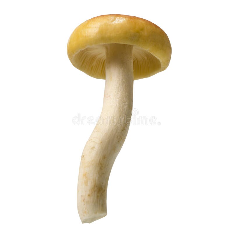 Amanita princeps μανιτάρι, Άγριο μανιτάρι απομονωμένο σε λευκό φόντο, με διαδρομή αποκοπής στοκ φωτογραφία Amanita princeps μανιτάρι, Άγριο μανιτάρι απομονωμένο σε λευκό φόντο, με διαδρομή αποκοπής στοκ φωτογραφία