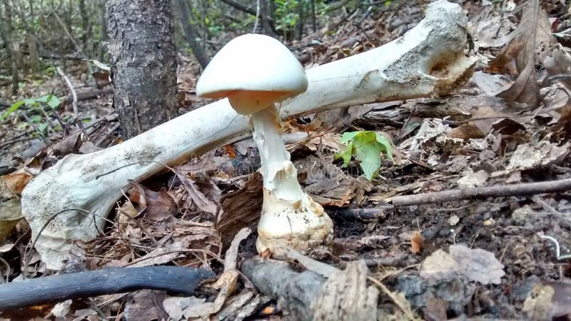 Amanita Virosa Poisonous `Destroying Angel` Mushroom royalty free stock photo Amanita Virosa Poisonous `Destroying Angel` Mushroom royalty free stock photo