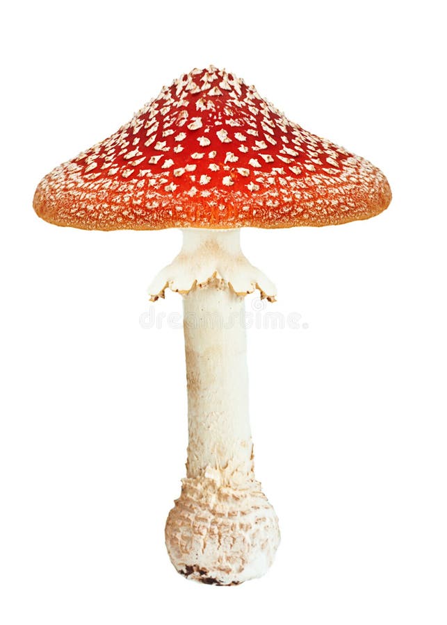 Amanite rouge de champignon de poison photos libres de droits