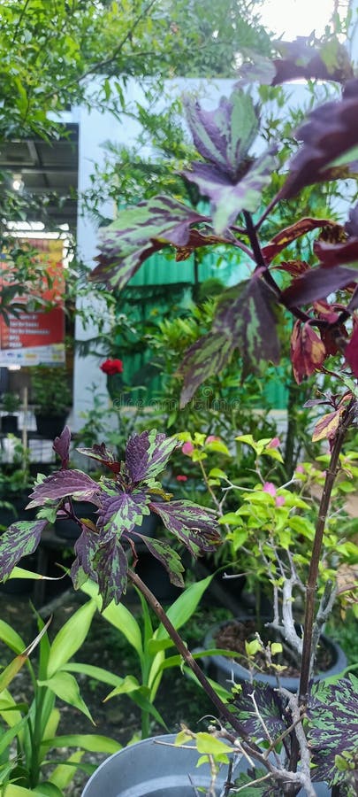 Amante dei fiori in giardino immagini stock