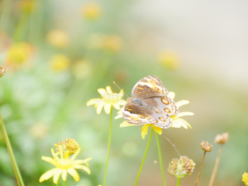 Amante del fiore immagine stock libera da diritti