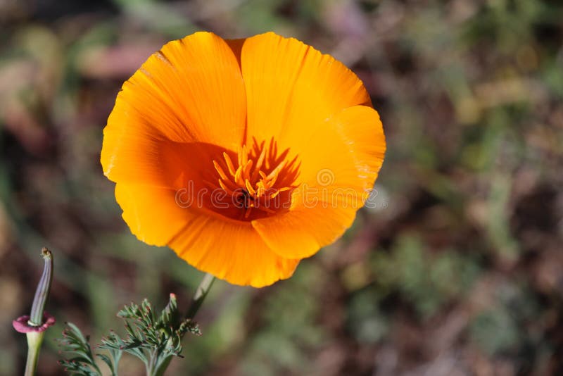 Amapola de oro de California, California, los E.E.U.U. fotografía de archivo libre de regalías Amapola de oro de California, California, los E.E.U.U. fotografía de archivo libre de regalías