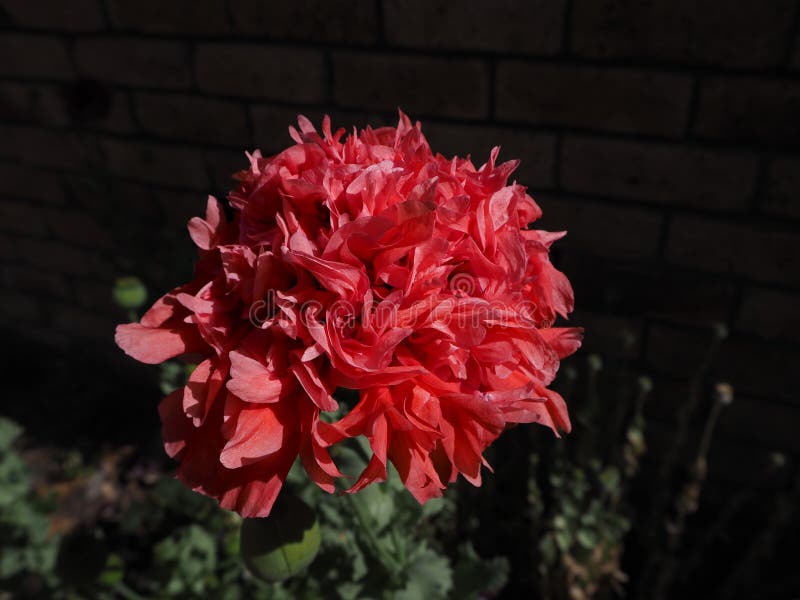Amapola morada de opio imagen de archivo. Imagen de verano - 199253491