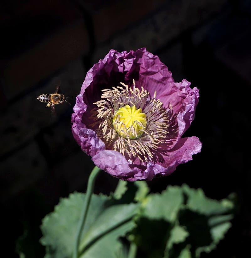Amapola morada de opio imagen de archivo. Imagen de verano - 199253491