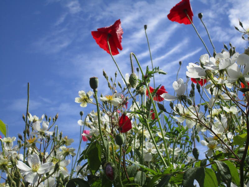 Amapola roja atractiva brillante y flores blancas que florecen a principios de verano imagen de archivo Amapola roja atractiva brillante y flores blancas que florecen a principios de verano imagen de archivo