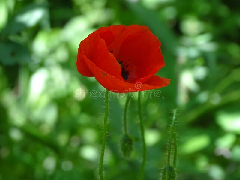 Amapola roja en flora foto de archivo libre de regalías Amapola roja en flora foto de archivo libre de regalías