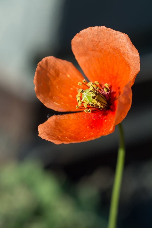 Amapola roja que se abre en el sol fotos de archivo libres de regalías Amapola roja que se abre en el sol fotos de archivo libres de regalías