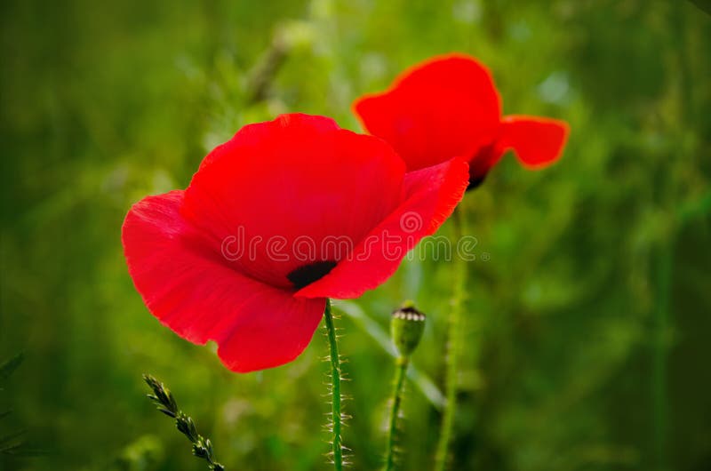 Amapolas imagen de archivo libre de regalías Amapolas imagen de archivo libre de regalías