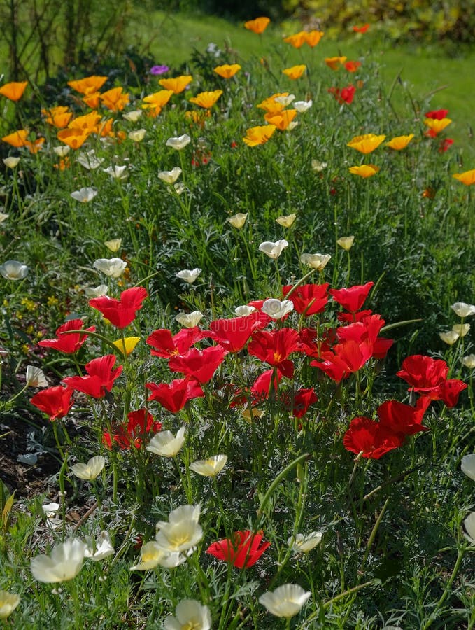 Amapolas coloridas en un jardín fresco del verano imágenes de archivo libres de regalías Amapolas coloridas en un jardín fresco del verano imágenes de archivo libres de regalías