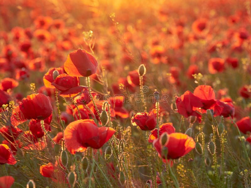 Amapolas florecientes en la luz de la puesta del sol del verano fotografía de archivo Amapolas florecientes en la luz de la puesta del sol del verano fotografía de archivo