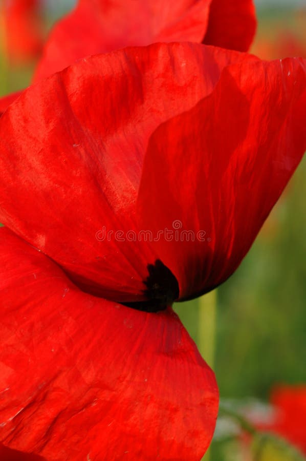 Amapolas rojas imágenes de archivo libres de regalías Amapolas rojas imágenes de archivo libres de regalías