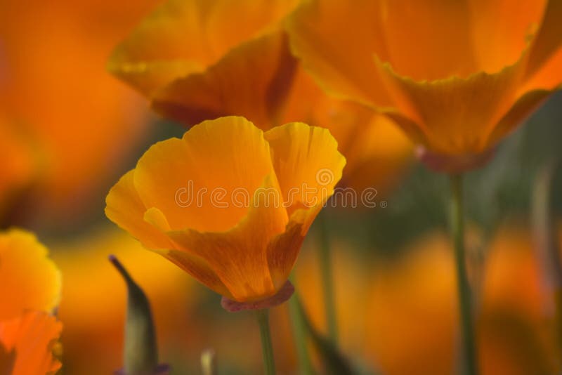 Amapolas salvajes de California fotografía de archivo libre de regalías Amapolas salvajes de California fotografía de archivo libre de regalías