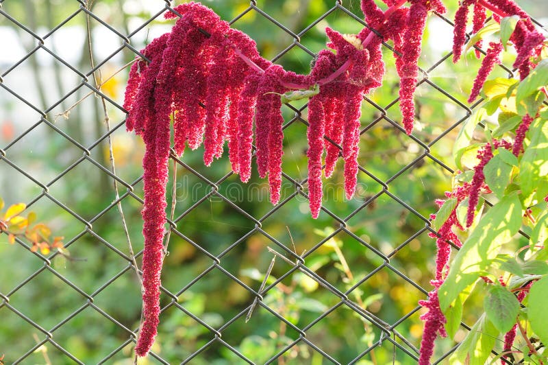 Blooming amaranth (love-lies-bleeding) growing by a chain-link fence. Blooming amaranth (love-lies-bleeding) growing by a chain-link fence