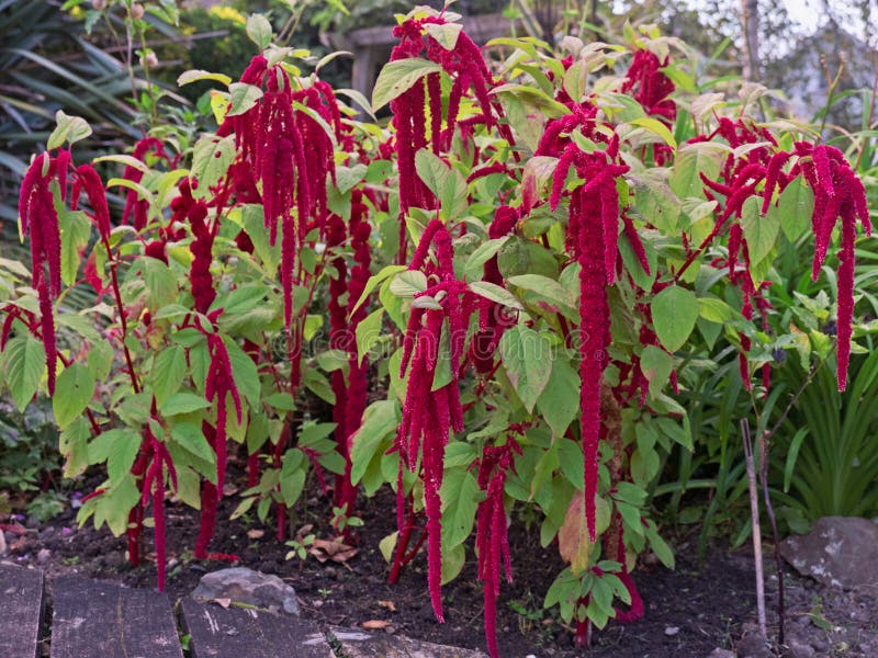 Amaranthus bloemen in bloei stock fotografie Amaranthus bloemen in bloei stock fotografie