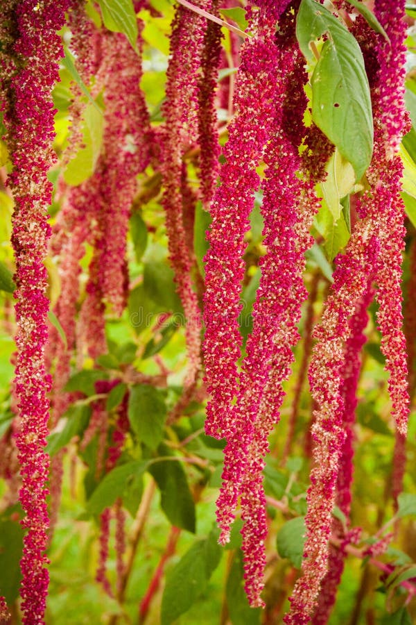 Hanging clusters of bright pink Amaranthus, also know as Love-Lies-Bleeding. Hanging clusters of bright pink Amaranthus, also know as Love-Lies-Bleeding