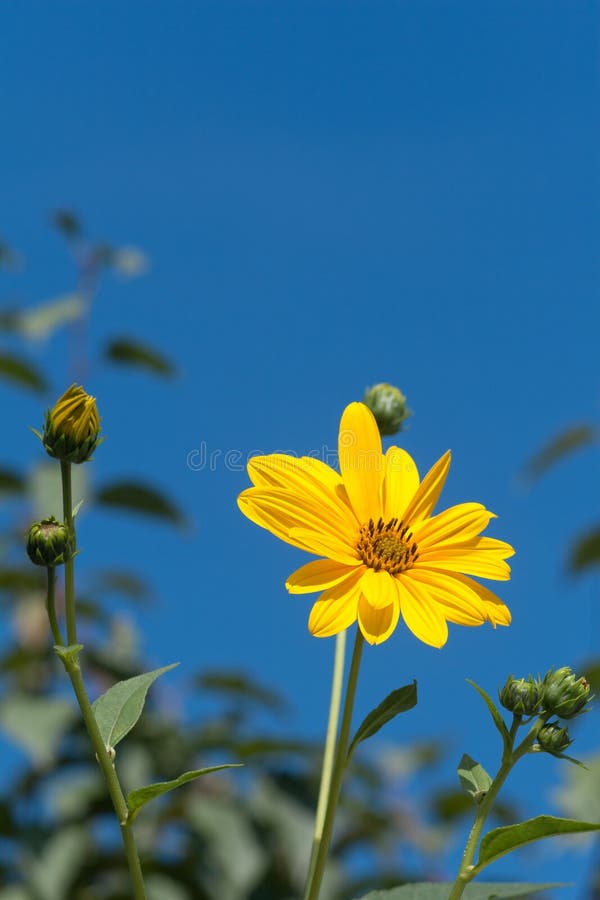 Amarele flores de encontro ao céu azul