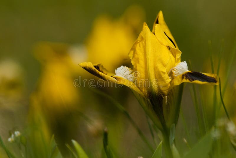 Amarelo da íris de anão foto de stock royalty free Amarelo da íris de anão foto de stock royalty free