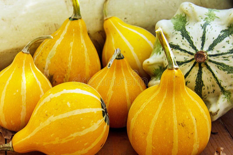 Amarillo, calabazas de otoño rayadas y pocas anaranjadas verdes Kleine decorativo bicolor y patisson en fondo de madera fotografía de archivo Amarillo, calabazas de otoño rayadas y pocas anaranjadas verdes Kleine decorativo bicolor y patisson en fondo de madera fotografía de archivo
