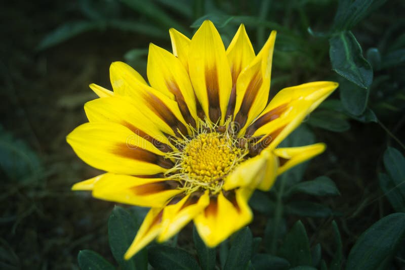 Amarillo del crisantemo - escoja - fondos verdes imagen de archivo libre de regalías Amarillo del crisantemo - escoja - fondos verdes imagen de archivo libre de regalías