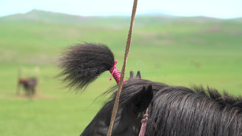 Corda De Amarrar Cavalo