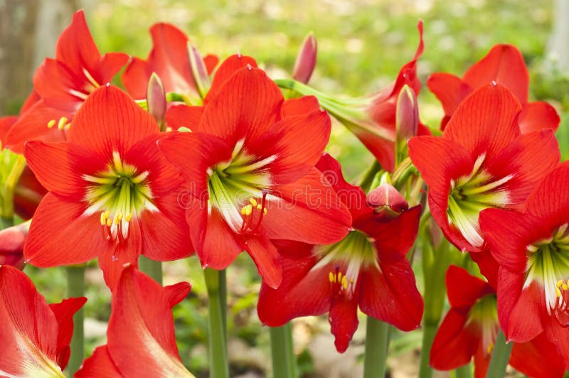 Lili roja imagen de archivo. Imagen de flor, horizontal - 72759739