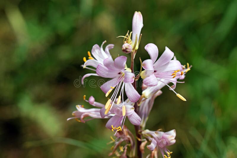 Amaryllidaceae wild spider lily flower