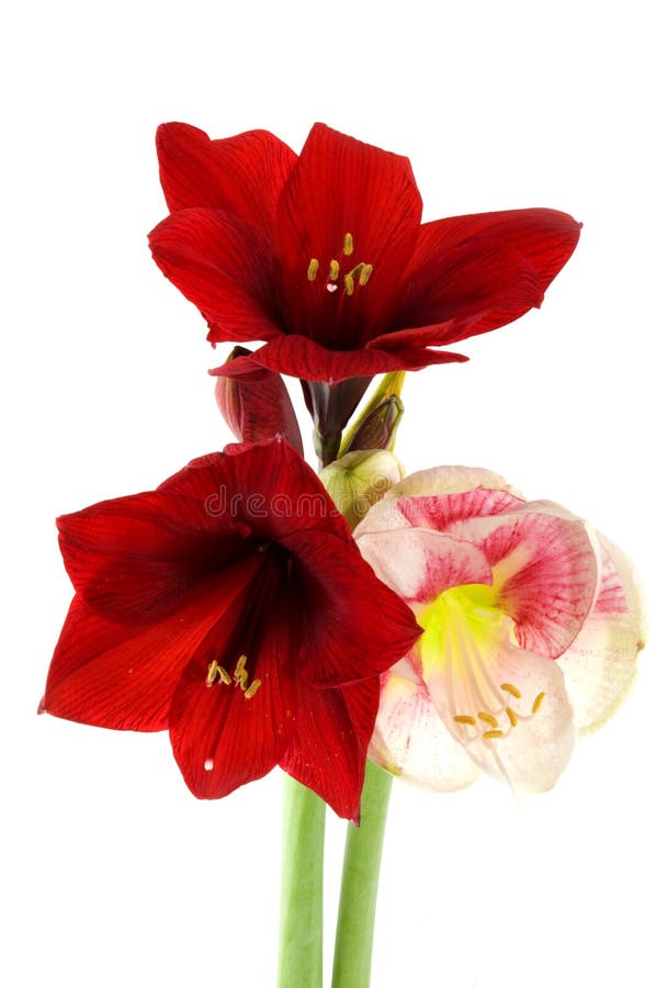 Amaryllis stock photo. Image of double, winter, flower 11617682