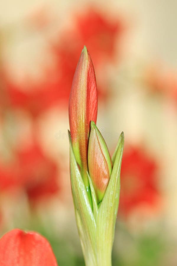 Amaryllis Beautiful Red - blommande blommabakgrund - julönska arkivfoton Amaryllis Beautiful Red - blommande blommabakgrund - julönska arkivfoton