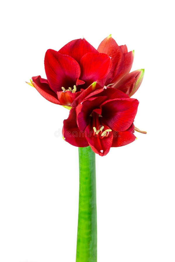 A Laranja Floresce Hippeastrum Ou Amaryllis Em Vagabundos Do Jardim Da Casa  Da Natureza Foto de Stock - Imagem de vibrante, planta: 73632738