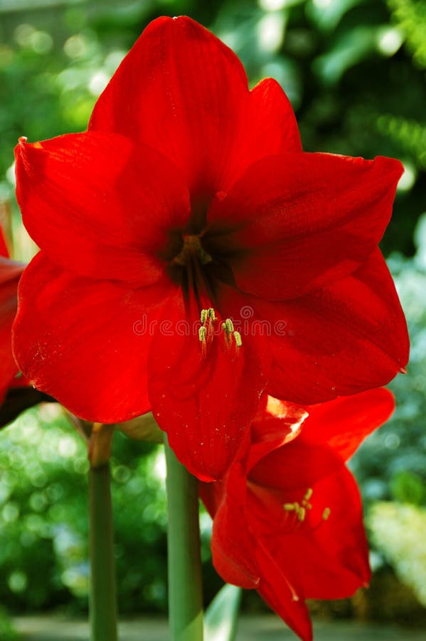 Brilliant, deep velvet red Merry Christmas African amaryllis of the genus Hippeastrum grown as ornamentals. Brilliant, deep velvet red Merry Christmas African amaryllis of the genus Hippeastrum grown as ornamentals.