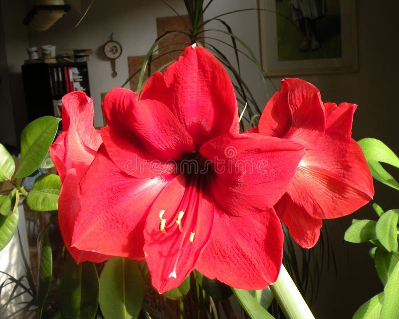 amaryllis Fiori nel giardino in un giorno soleggiato fotografia stock libera da diritti amaryllis Fiori nel giardino in un giorno soleggiato fotografia stock libera da diritti