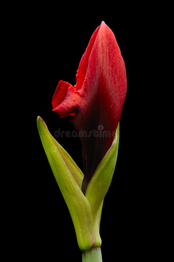 Amaryllis flower