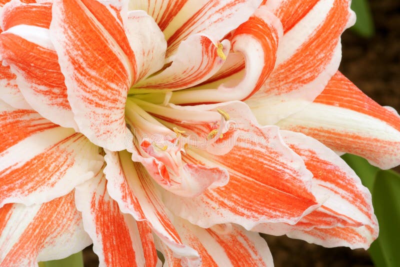 Amaryllis flower