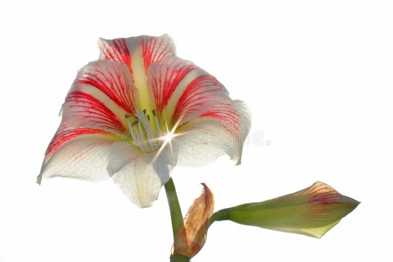 Amaryllis flower