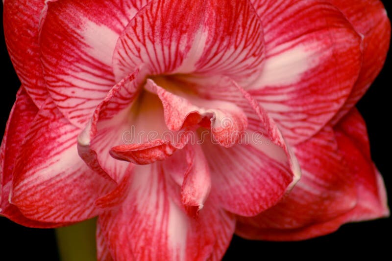 Amaryllis flower