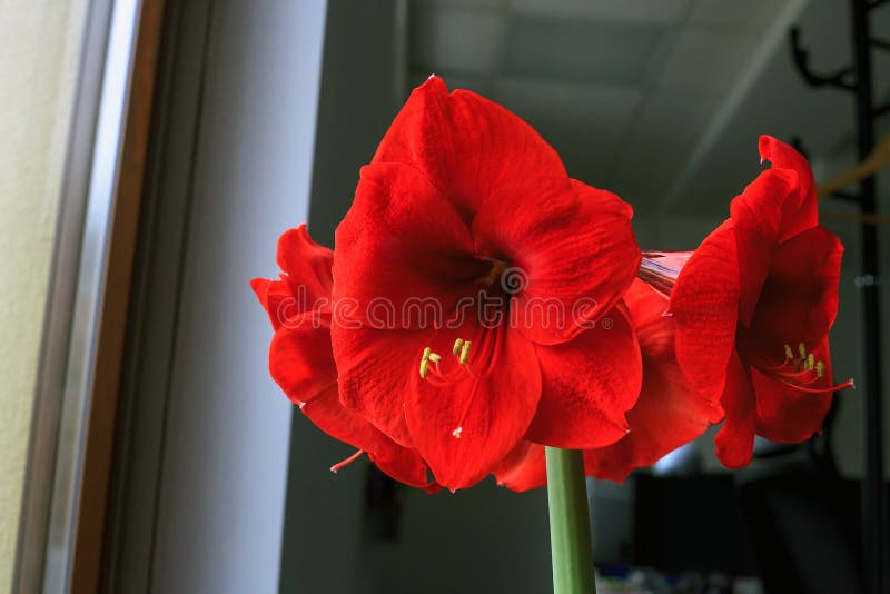 Amaryllis flower close up. Hippeastrum near window