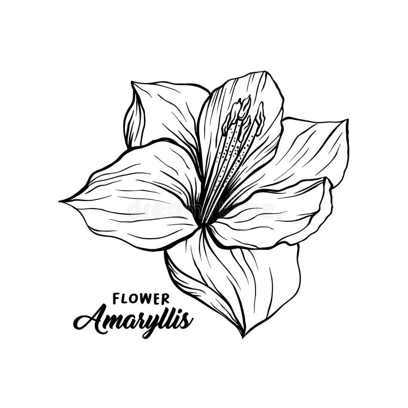 amaryllis flower drawing