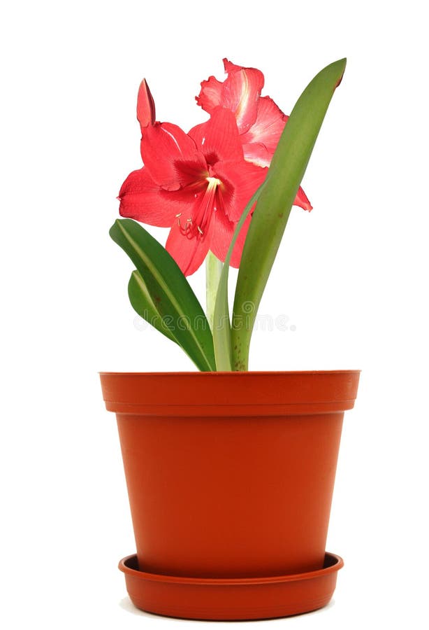 Amaryllis flowers