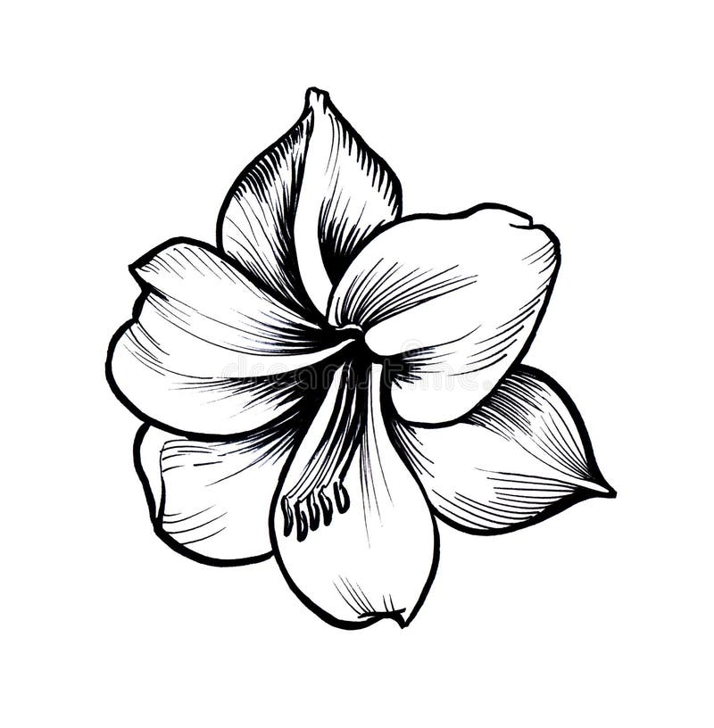 amaryllis flower drawing
