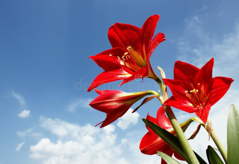 Amaryllis Lily Flowers roja grande contra el cielo imagen de archivo Amaryllis Lily Flowers roja grande contra el cielo imagen de archivo