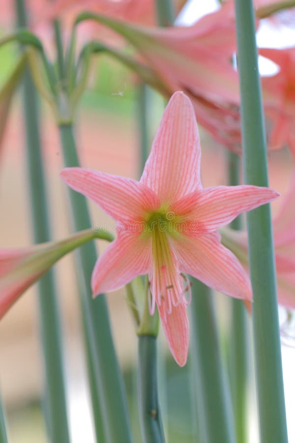 Amaryllis stock photo Amaryllis stock photo