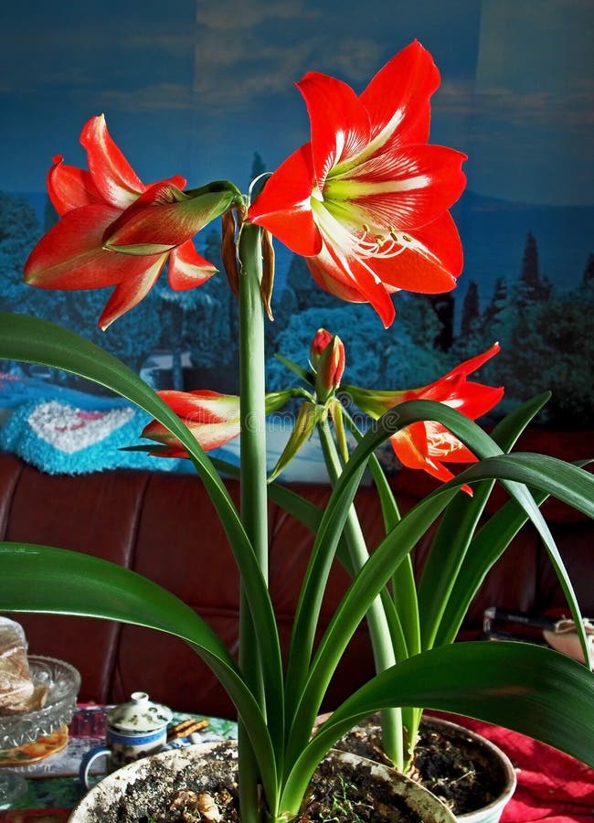 Amaryllis Red Flower in Pot, Narrow Focus Area Stock Photo - Image of ...