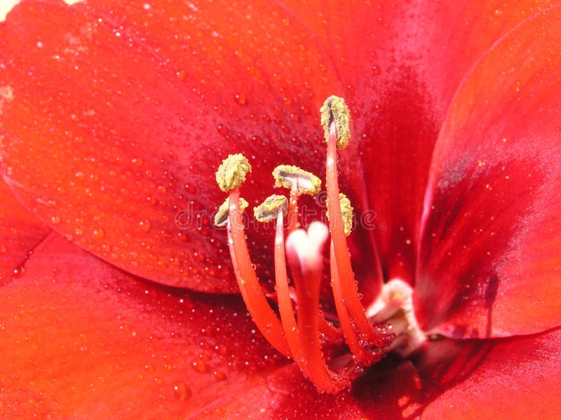 Amaryllis rojo de la flor imágenes de archivo libres de regalías Amaryllis rojo de la flor imágenes de archivo libres de regalías