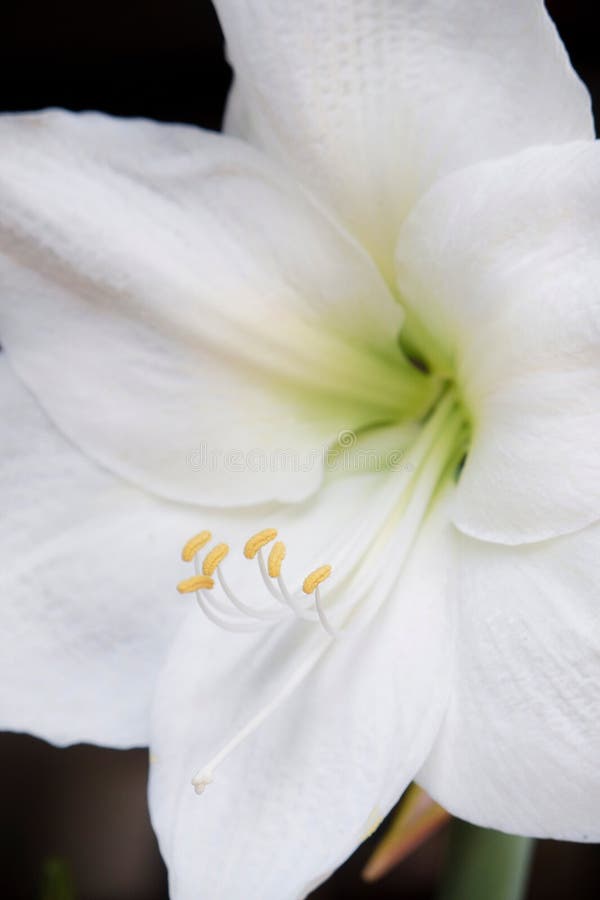 Amaryllis White Flower with Yellow Stamens