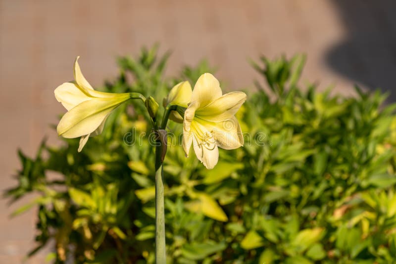 Amaryllis Yellow Star, Large Yellow Flower Stock Image Image of