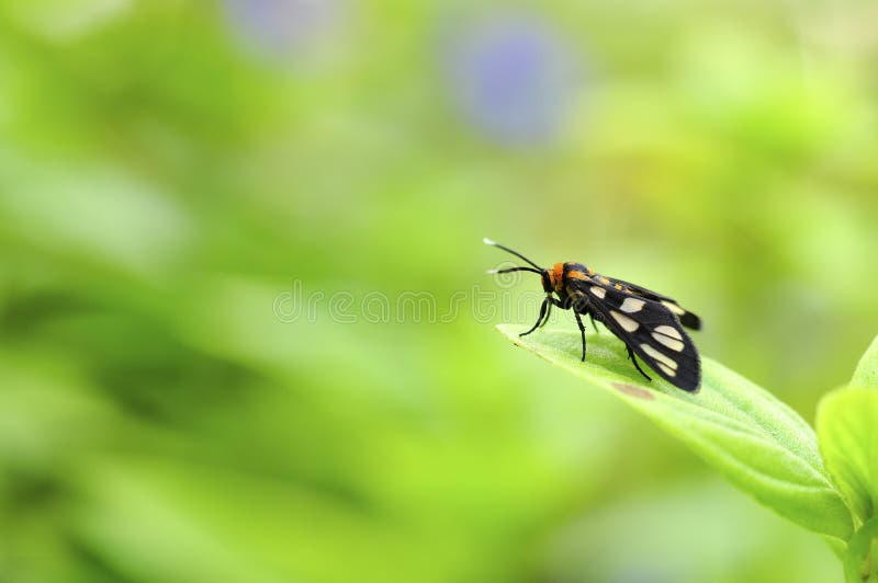 Amata hirayamae or Tiger moth