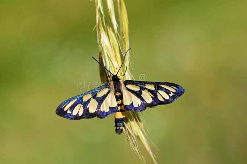 Amata hyrcana moth , family Erebidae , Moths of Iran